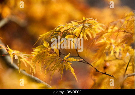 Acer Palmatum Dissetum 'Seiryu', Japanische Ahorn im Herbst Stockfoto