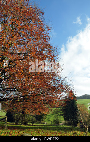 Buche in all seiner herrlichen Herbst Farbe mit einem landschaftlichen Hintergrund - Porträt Stockfoto