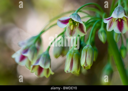 Allium Bulgaricum Nectaroscordum Sicillum - sizilianischen Honig Knoblauch Blumen Stockfoto