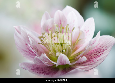 Eine einzelne Blume rosa Nieswurz - Helleborus Orientalis die Christrose Stockfoto