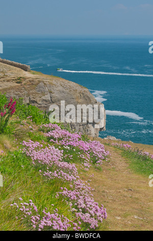 Ansicht, die vergangenen Tilly Laune im Durlston Country Park Höhlen Stockfoto