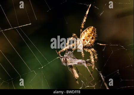 Nahaufnahme der Kreuzspinne mit zerrissenen Web Nachbereitung eines Krans fliegen Washington State USA Stockfoto