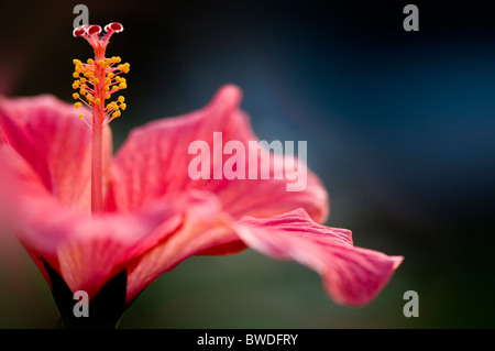 Eine Nahaufnahme der einzelne rosa Hibiskus Blume - Rosa-sinensis Stockfoto