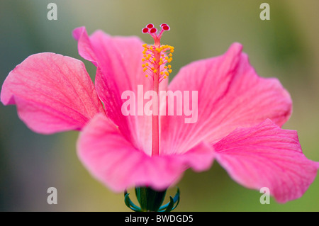 Eine Nahaufnahme der einzelne rosa Hibiskus Blume - Rosa-sinensis Stockfoto