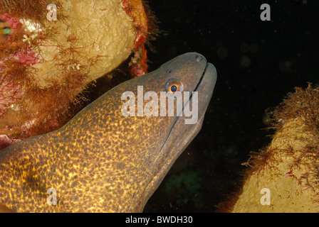 Gelb umrandeten Muräne Gymnothorax Flavimarginatus, Murenidae, Tulamben, Bali, Indonesien, Asien, Indo-Pazifischer Ozean Stockfoto