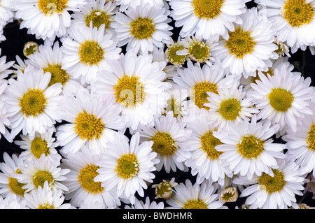 Kleine weiße Chrysanthemeblumen Stockfoto