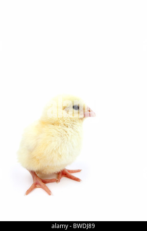 Tage alten Küken auf weißen Hintergrund isoliert Stockfoto