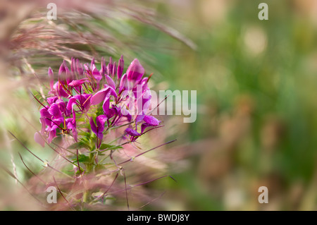 Eine einzelne Spinne Blume - Cleome Spinosa 'Violet Queen' Stockfoto