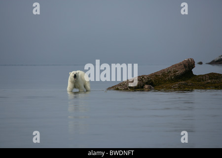 Sub-Erwachsene männliche Eisbären (Ursus Maritimus) stehen im Meer mit Mund öffnen Knurren in Richtung Kamera, Spitzbergen, Arktis Norwegen Stockfoto