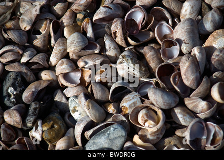 Große Anzahl von Pantoffel Limpet Muscheln am Strand Pagham, West Sussex, UK Stockfoto