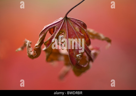 Ein einzelnes verfallenden Ahornblatt Stockfoto