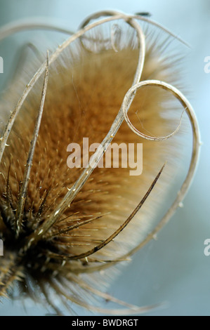 Eine einzelne stachelige Blütenstand der Karde - Dipsacus Fullonum Dipsacus sylvestris Stockfoto