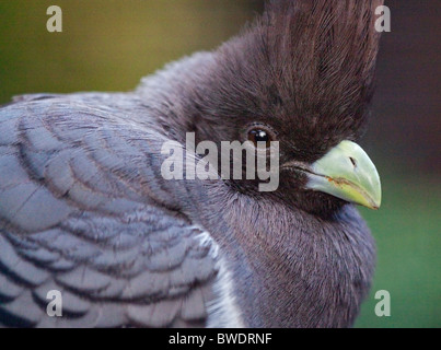 White-Bellied Go-Away Bird (Corythaixoides Leucogaster) - weiblich Stockfoto
