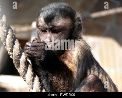 Affe Schimpanse Stockfoto