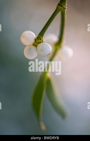 Mistel mit Winter weißen Beeren - Viscum album Stockfoto