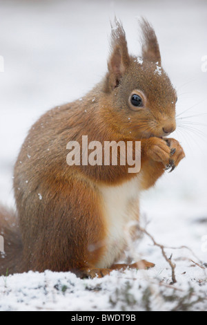 Eichhörnchen Sciurus Vulgaris winter Mantel Essen am Boden im Pinienwald Strathspey Highland Fütterung Stockfoto