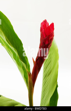 Ingwer Stiel und Blüte (alpinia Purpurata) Stockfoto