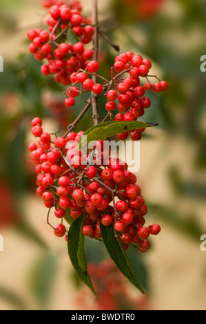 Lebhafte rote Winter Beeren der Zwergmispel frigidus Stockfoto