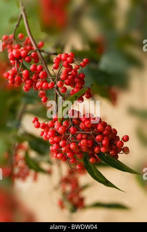 Lebhafte rote Winter Beeren der Zwergmispel frigidus Stockfoto