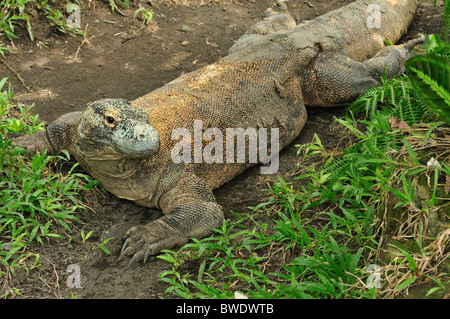 Komodo-Waran (Varanus Komodoensis), Indonesien, Asien Stockfoto