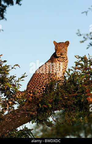 AFRIKANISCHEN Leoparden Panthera Pardus sitzt in einem Baum Okavango Delta Stockfoto