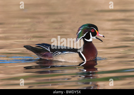 Ein (Drake) Holz Ente (Aix sponsa) schwimmen. Stockfoto