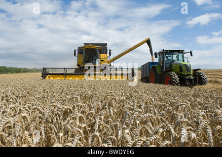 Kombinieren Sie entladen Weizen harvester Stockfoto