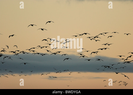 Pink-footed Gans Anser Brachyrhynchus Herde bei Sonnenaufgang am Loch Strathbeg RSPB fliegen Stockfoto