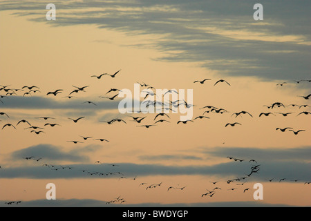 Pink-footed Gans Anser Brachyrhynchus Herde bei Sonnenaufgang am Loch Strathbeg RSPB fliegen Stockfoto