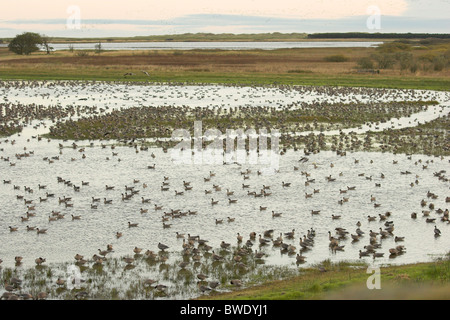 Pink-footed Gans Anser Brachyrhynchus Herde bei Sonnenaufgang am Loch Strathbeg RSPB Schlafplatz Stockfoto