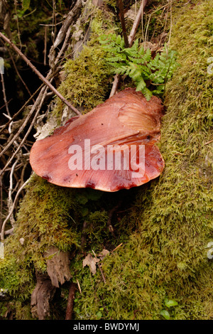 Beefsteak-Pilz (Fistulina Hepatica) auf einer Eiche, UK. Stockfoto