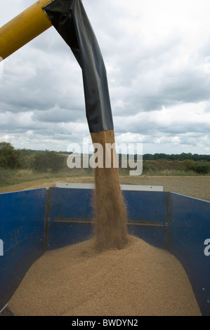 Aus Weizen in den Anhänger geladen Stockfoto