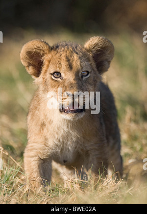 Löwenjunges Panthera Leo stehend Duba Plains Okavango Delta Stockfoto