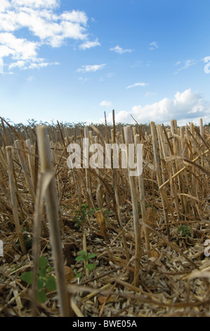 Stoppeln im Weizenfeld Stockfoto