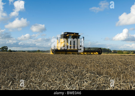 Kombinieren Sie Harvestor im Weizenfeld Stockfoto
