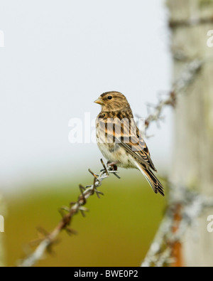 Berghänfling Zuchtjahr Flavirostris am Stacheldraht-Zaun Sanday Orkney Stockfoto