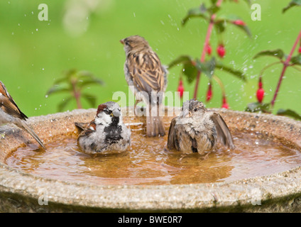 Haussperling Passer Domesticus Gruppe Baden im Vogelbad im Garten Inverness-Shire-Hochland Stockfoto