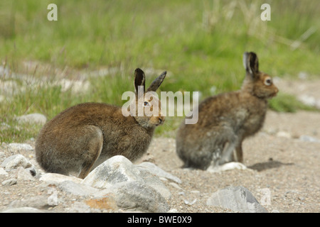 Schneehase Lepus Timidus Sommer Mantel saß unter Steinen Strathdearn Highland Stockfoto