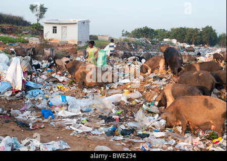 Arme indische Kinder sammeln Überbleibsel aus einer Müllhalde von Schweinen umgeben. Andhra Pradesh, Indien Stockfoto