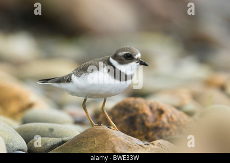 Semi-palmated Regenpfeifer Charadrius Semipalmatus Mittelstufe Gefieder Nova Scotia Kanada Wader waten Stockfoto