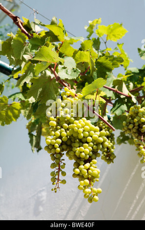 Weintraube Stockfoto