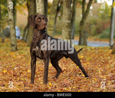 Deutscher Kurzhaariger Vorstehhund Hund stehend im Wald im Herbst Stockfoto