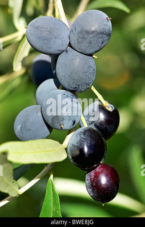 Reife Oliven auf Baum. Stockfoto