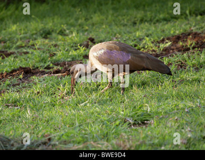 Hadada oder Hadeda Ibis Bostrychia Hagedash, Threskiornithidae, Südafrika Stockfoto