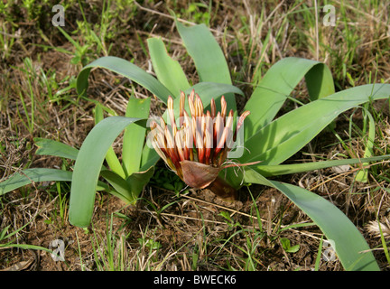 Karoo Lily oder Blut Lily Blütenknospen, Ammocharis Coranica, Amaryllisgewächse, Hluhluwe, Südafrika. Stockfoto