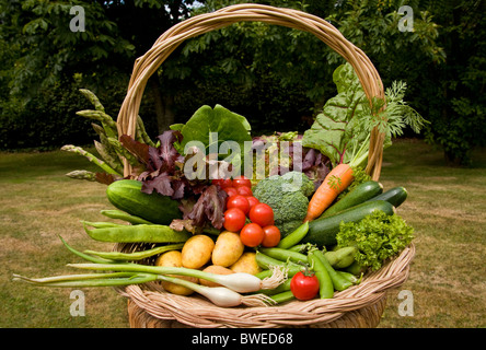 Bunter Korb Trug von lokal angebauten frisch gepflückten Sommergemüse in ländlichen Garten mit Bäumen in der Weald of Kent UK Stockfoto