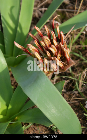 Karoo Lily oder Blut Lily Blütenknospen, Ammocharis Coranica, Amaryllisgewächse, Hluhluwe, Südafrika. Stockfoto