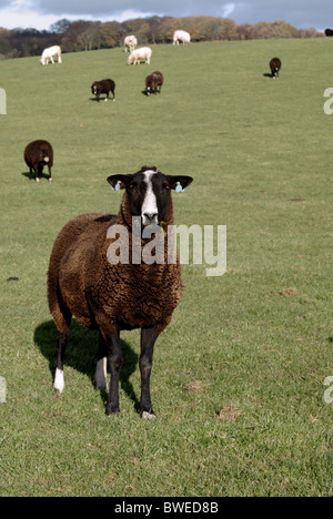 Zwartbles-Schafe sind eine seltene Rasse mit Ursprung in Holland, braun mit weißem Gesicht Stockfoto