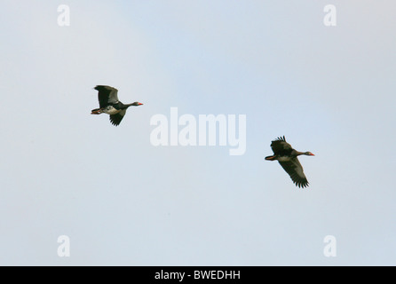 Sporn-winged Gänse im Flug, Plectropterus Gambensis Anatinae, Anatidae, Anseriformes. Hluhluwe, Südafrika. Stockfoto