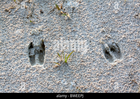 Weiß - angebundene Rotwild Spuren im Sand Odocoileus Virginianus Florida USA Stockfoto